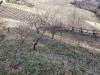 Terreno Agricolo in vendita a Serralunga d'Alba in via roddino snc - 03, Foto 3