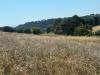 Terreno Agricolo in vendita a Cupra Marittima - 04, Foto 4