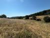 Terreno Agricolo in vendita a Cupra Marittima - 05, Foto 5