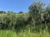 Terreno Agricolo in vendita a San Benedetto del Tronto - 05, Foto 5