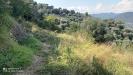 Terreno Agricolo in vendita a Dolceacqua - 06, Foto 6