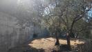 Terreno Agricolo in vendita a San Biagio della Cima - 03, Foto 3