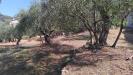 Terreno Agricolo in vendita a San Biagio della Cima - 09, Foto 9