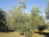 Rustico in vendita con giardino a San Marcello in via serra - 04, Foto 4