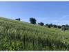 Terreno Agricolo in vendita a Serra de' Conti - 03, Foto 3