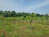 Terreno Agricolo in vendita a Monte Porzio Catone - 04, 20240520_100746.jpg