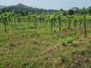 Terreno Agricolo in vendita a Monte Porzio Catone - 06, 20240520_100802.jpg