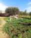 Terreno Agricolo in vendita con giardino a Alcamo in statale 113 - 03