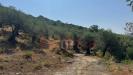 Terreno Agricolo in vendita a Avella - 06, Foto 6