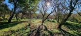 Terreno Agricolo in vendita a Avella - 07, Foto 7