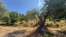 Terreno Agricolo in vendita a Avella - 10, Foto 10
