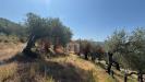 Terreno Agricolo in vendita a Avella - 07, Foto 7