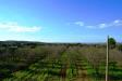Terreno Agricolo a Noto - 06