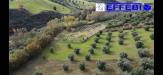 Terreno Agricolo in vendita a Bisignano in contrada marinella - 10, Foto 10