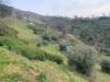 Terreno Agricolo in vendita a Luzzi - 04, Foto 4