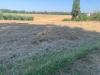 Terreno Agricolo in vendita a Bastia Umbra - 05, WhatsApp Image 2024-07-19 at 10.39.23 (4).jpeg