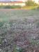 Terreno Edificabile in vendita a Bevagna - 02, WhatsApp Image 2024-07-31 at 20.22.26 (1).jpeg