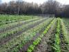Terreno Agricolo in vendita a Venezia - 03, Foto 3