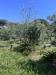 Terreno Agricolo in vendita a Ercolano - 02, image00017.jpeg
