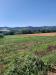 Terreno Agricolo in vendita a Altidona in contrada svarchi 21 - 02, Foto 2