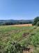 Terreno Agricolo in vendita a Altidona in contrada svarchi 21 - 03, Foto 3