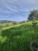 Terreno Agricolo in vendita a Montegranaro in c.da leandra snc - 03, Foto 3