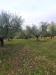 Terreno Agricolo in vendita a Lapedona - 04, Foto 4