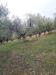 Terreno Agricolo in vendita a Lapedona - 05, Foto 5