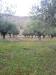 Terreno Agricolo in vendita a Lapedona - 06, Foto 6
