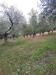 Terreno Agricolo in vendita a Lapedona - 07, Foto 7