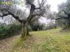 Terreno Agricolo in vendita a Palombara Sabina in san giovanni in argentella - 02, Foto 2