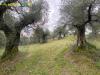 Terreno Agricolo in vendita a Palombara Sabina in san giovanni in argentella - 04, Foto 4