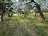 Terreno Agricolo in vendita a Guidonia Montecelio in via aureliano 17 - 09, Foto 9