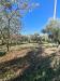 Terreno Agricolo in vendita a Palombara Sabina - 02, Foto 2