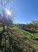 Terreno Agricolo in vendita a Palombara Sabina - 03, Foto 3