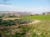 Terreno Agricolo in vendita a Senigallia in strada comunale grazie scapezzano - 05