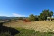 Terreno Agricolo in vendita a Carassai - 02