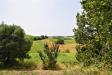 Terreno Agricolo in vendita a Torre San Patrizio in contrada rio del bove - 09, Foto 9