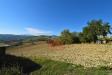 Terreno Agricolo in vendita a Carassai in contrada menocchia - 03, Foto 3
