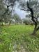 Terreno Agricolo in vendita a Santi Cosma e Damiano - 04, IMG_8025.JPEG