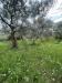 Terreno Agricolo in vendita a Santi Cosma e Damiano - 06, IMG_8027.JPEG