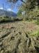 Terreno Agricolo in vendita a Formia - 04, IMG_9031.JPEG