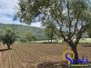 Terreno Agricolo in vendita a Bellona in triflisco - 03, Foto 3
