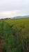 Terreno Agricolo in vendita a Terracina in via appia km 95 313 - 03, Foto 3
