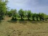 Terreno Agricolo in vendita a Fiuggi in via capo le ripe - 06, Foto 6