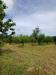 Terreno Agricolo in vendita a Fiuggi in via capo le ripe - 08, Foto 8