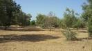 Terreno Agricolo in vendita a Siracusa in traversa cifalino - 02, Foto 2