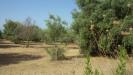 Terreno Agricolo in vendita a Siracusa in traversa cifalino - 04, Foto 4