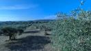 Terreno Agricolo in vendita a Noto in strada stallaini - 09, Foto 9