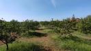 Terreno Agricolo in vendita a Floridia in strada finaidi - 07, Foto 7